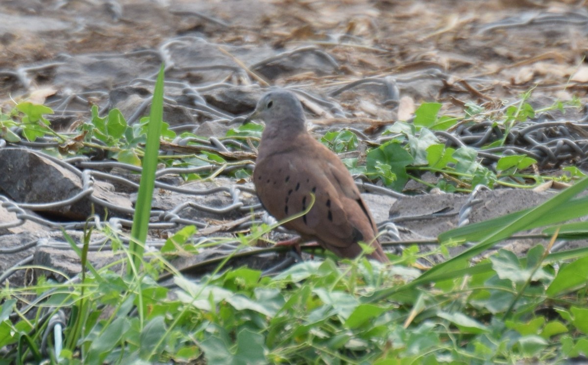 Ruddy Ground Dove - ML619080280
