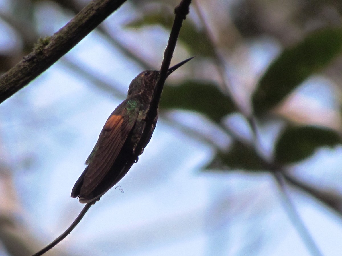 Stripe-tailed Hummingbird - ML619080307