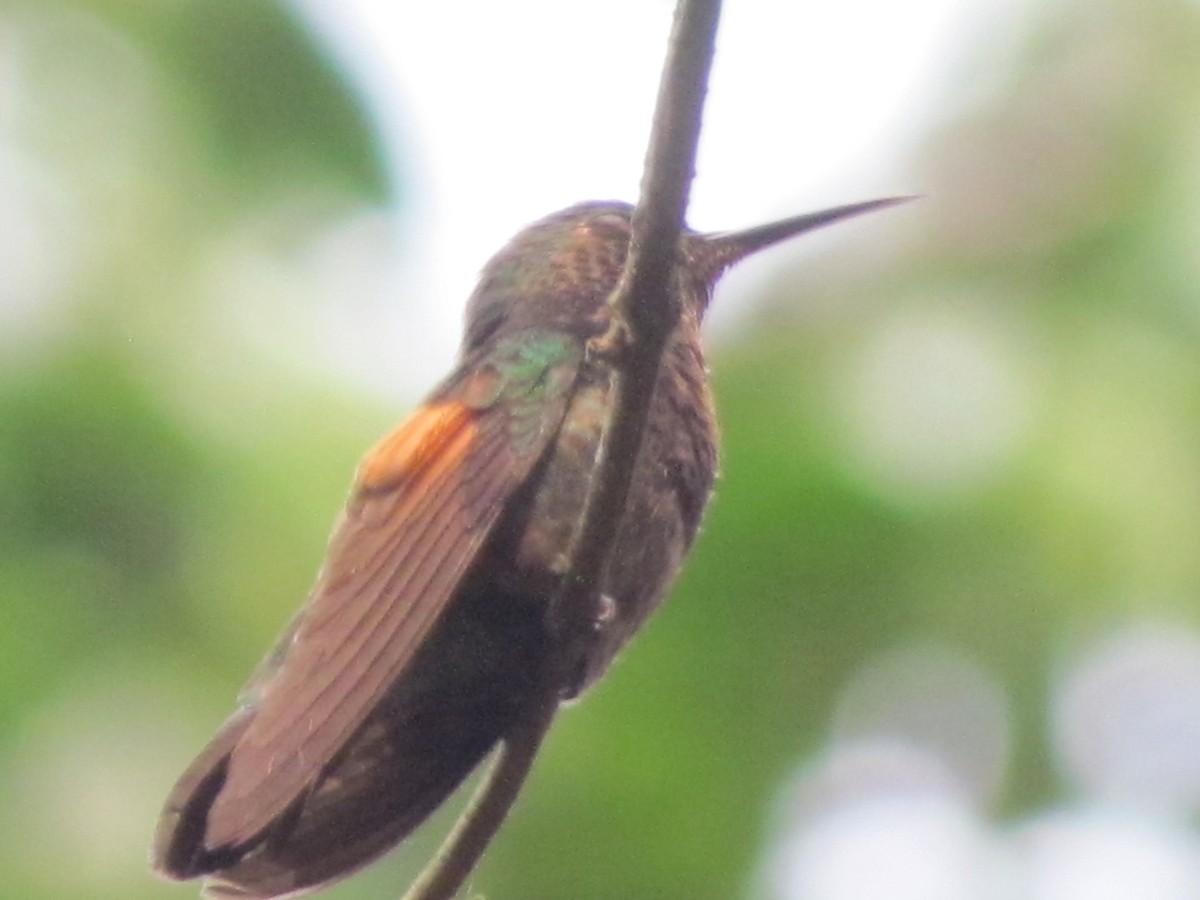 Stripe-tailed Hummingbird - ML619080317