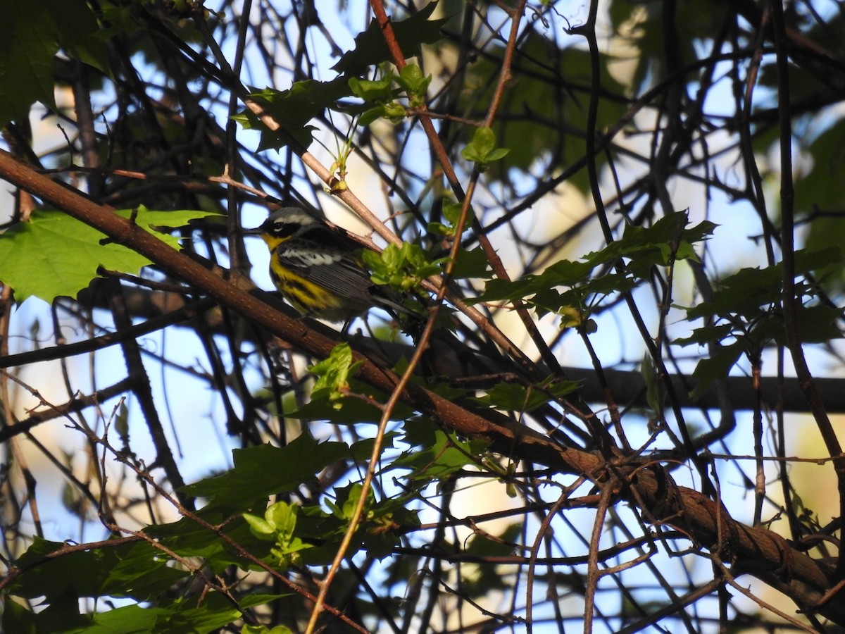 Magnolia Warbler - ML619080323