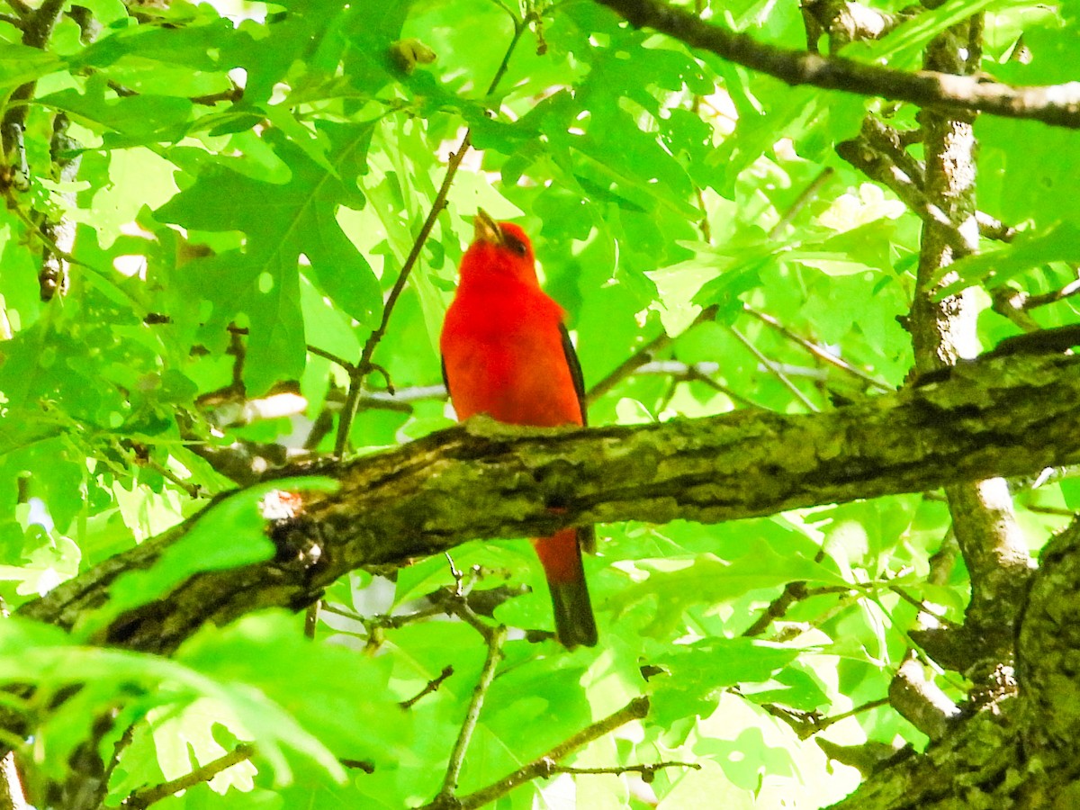 Scarlet Tanager - ML619080382