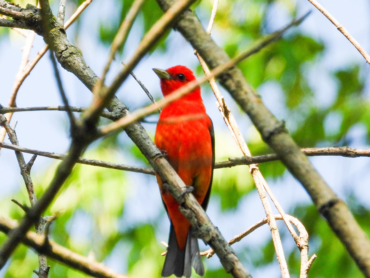 Scarlet Tanager - ML619080383