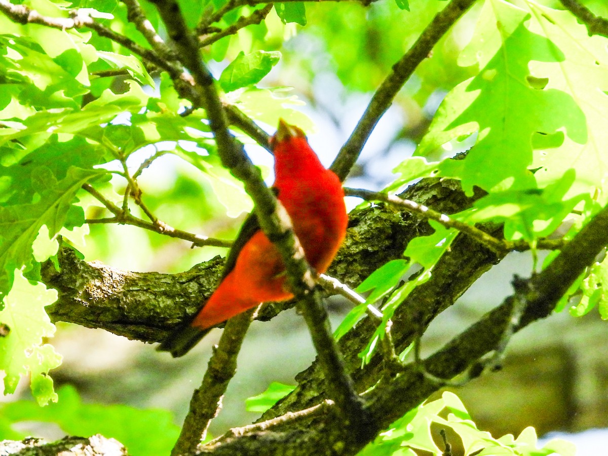 Scarlet Tanager - ML619080384
