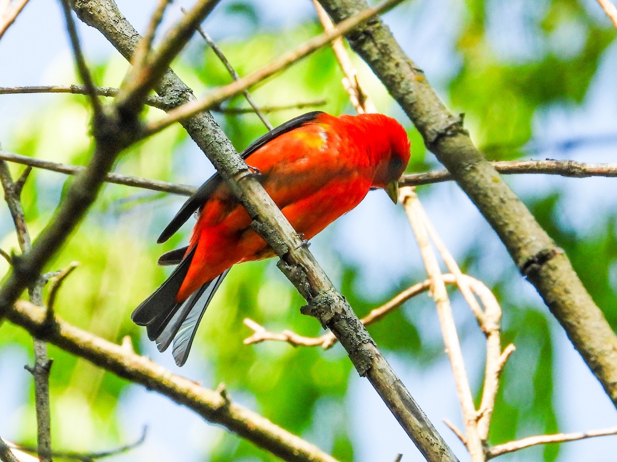 Scarlet Tanager - ML619080385
