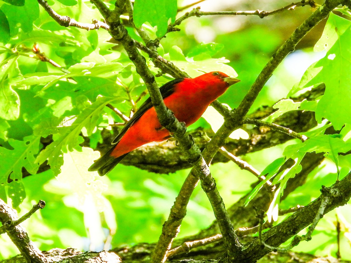 Scarlet Tanager - ML619080386