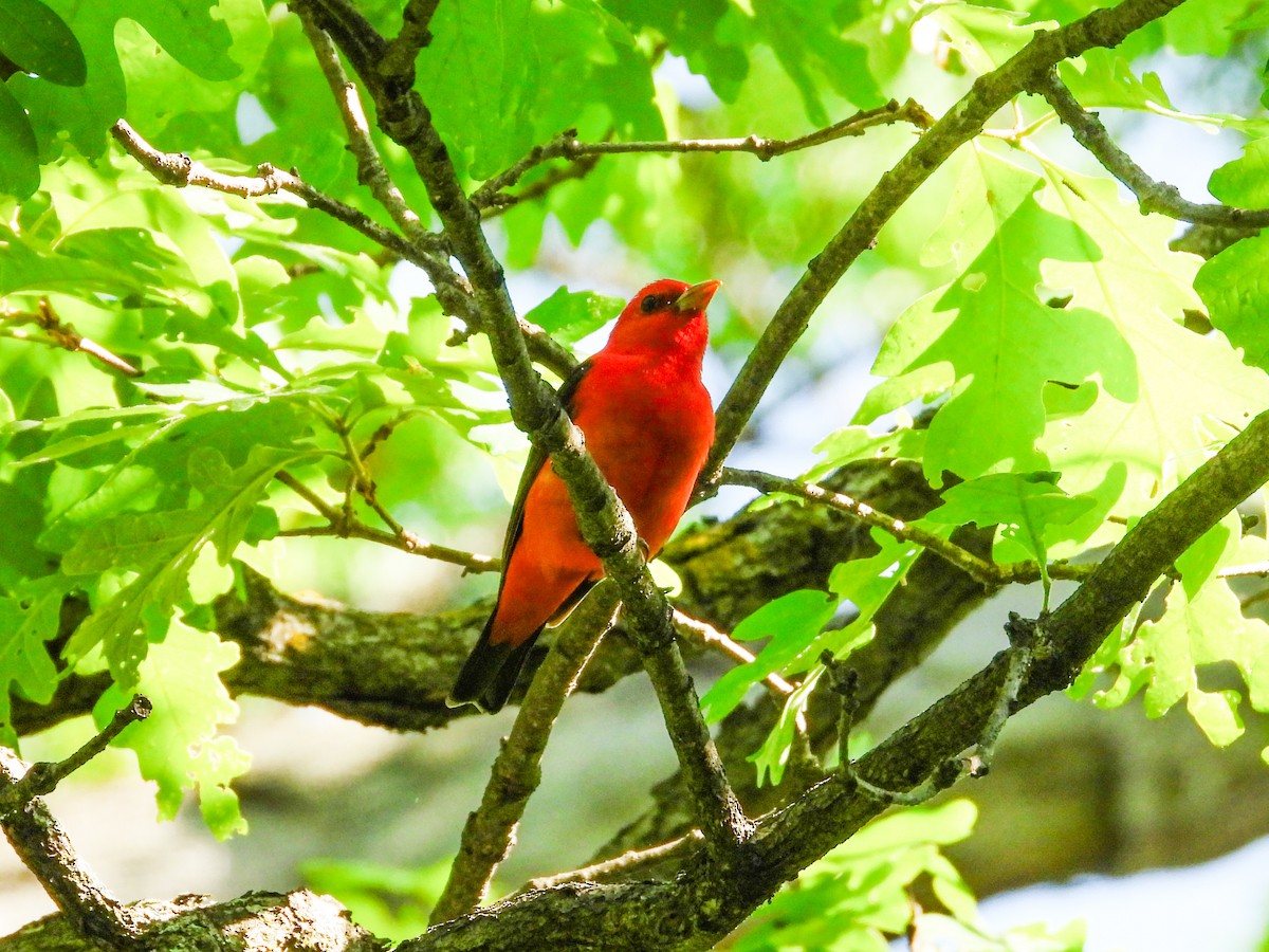 Scarlet Tanager - ML619080387