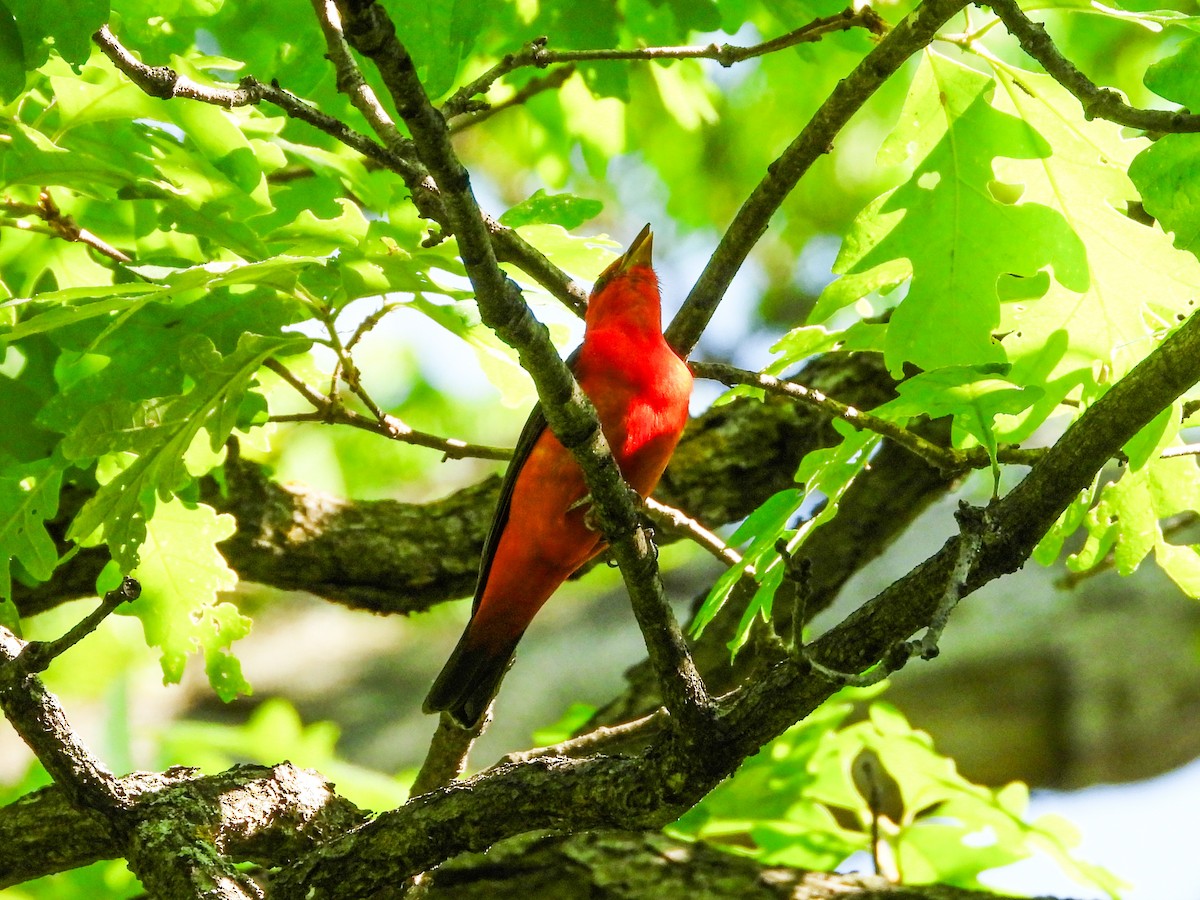 Scarlet Tanager - ML619080388