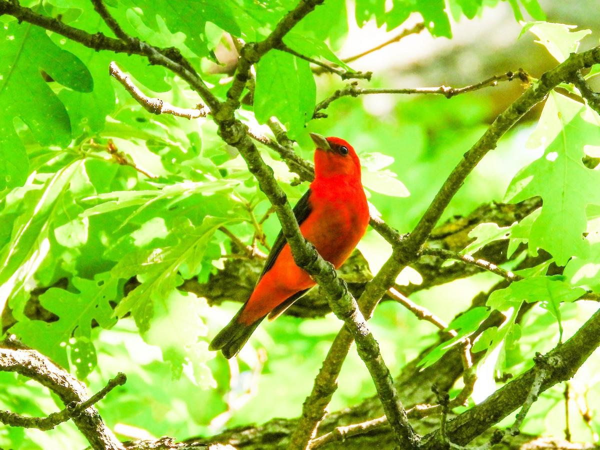 Scarlet Tanager - ML619080389