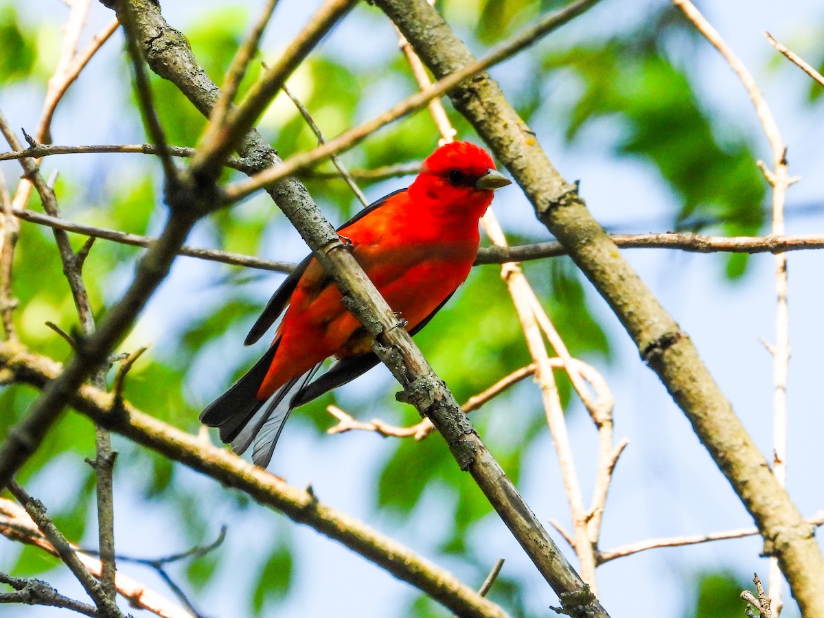 Scarlet Tanager - ML619080390