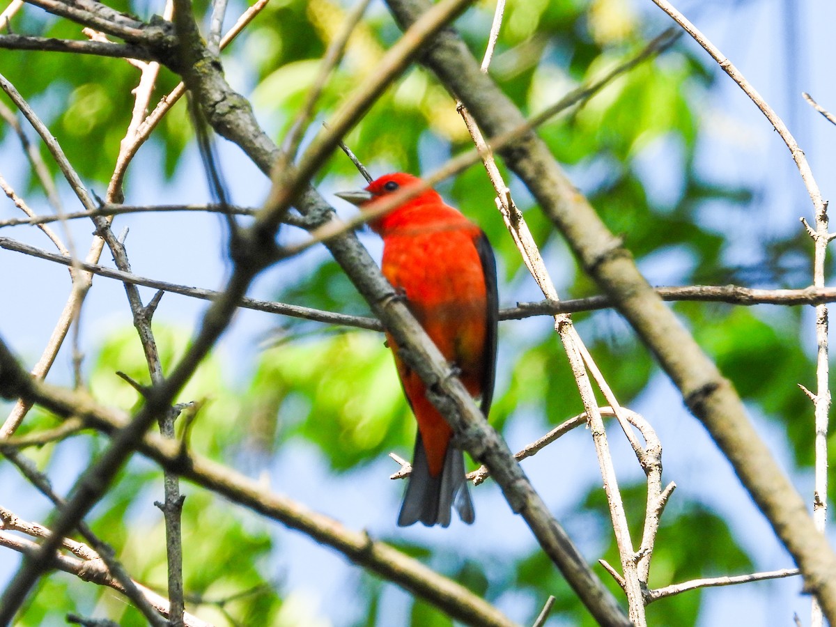 Scarlet Tanager - ML619080391