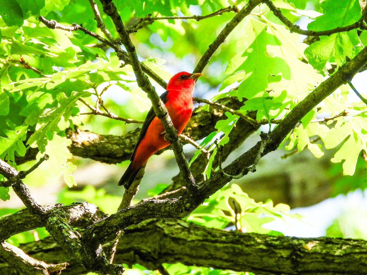 Scarlet Tanager - ML619080392