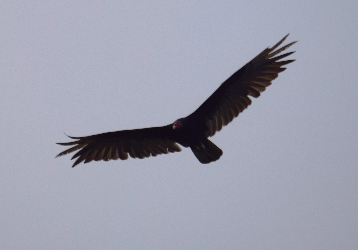 Turkey Vulture - ML619080397