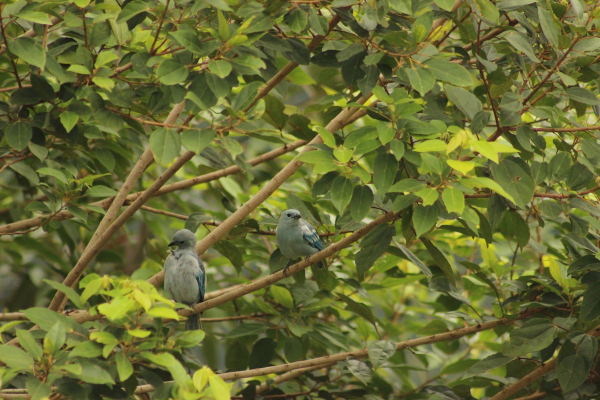 Blue-gray Tanager - ML619080408