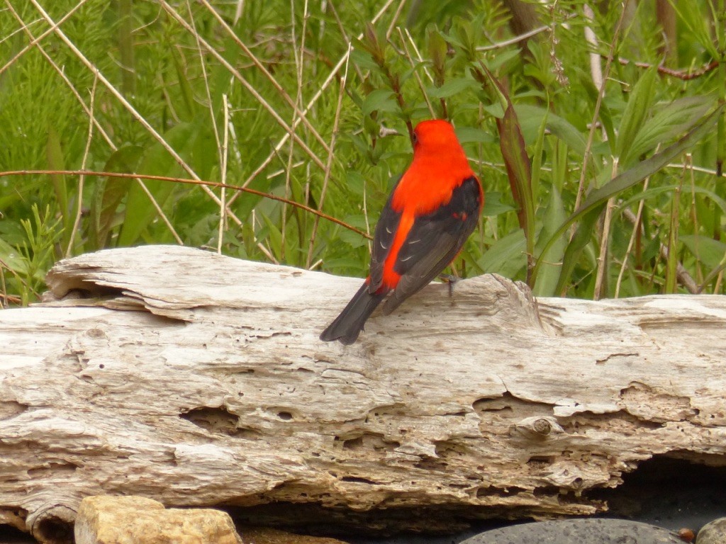 Scarlet Tanager - ML619080418