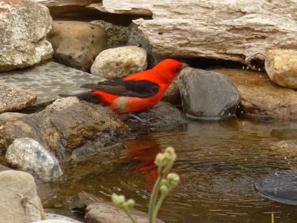 Scarlet Tanager - ML619080420