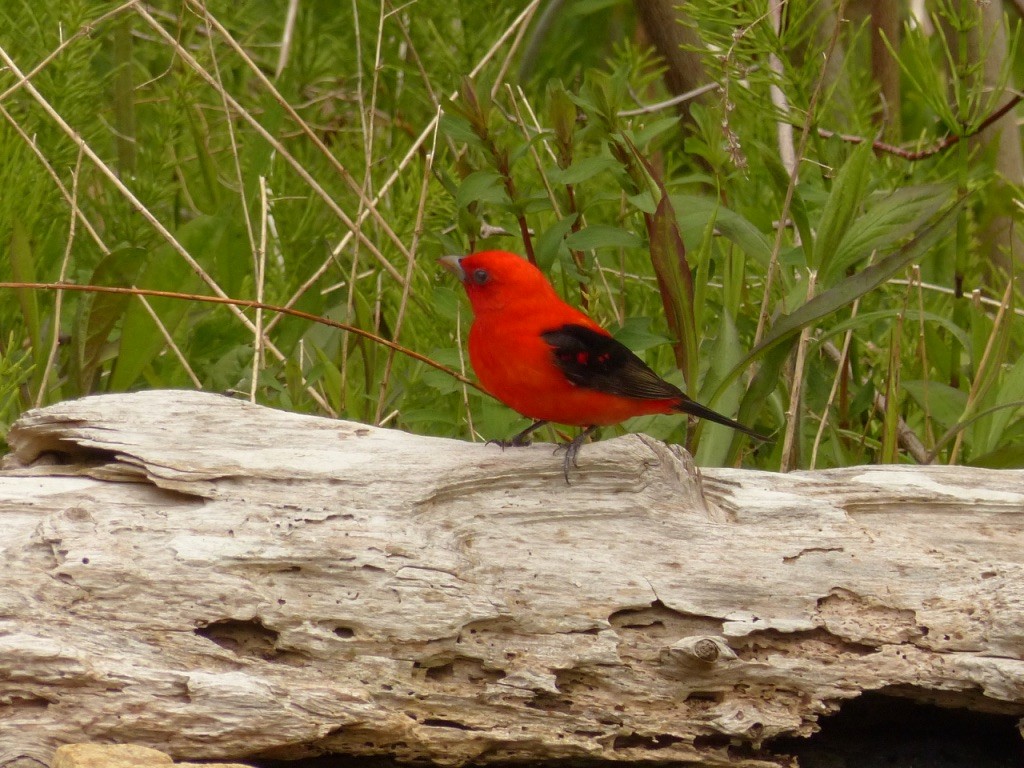 Scarlet Tanager - ML619080421