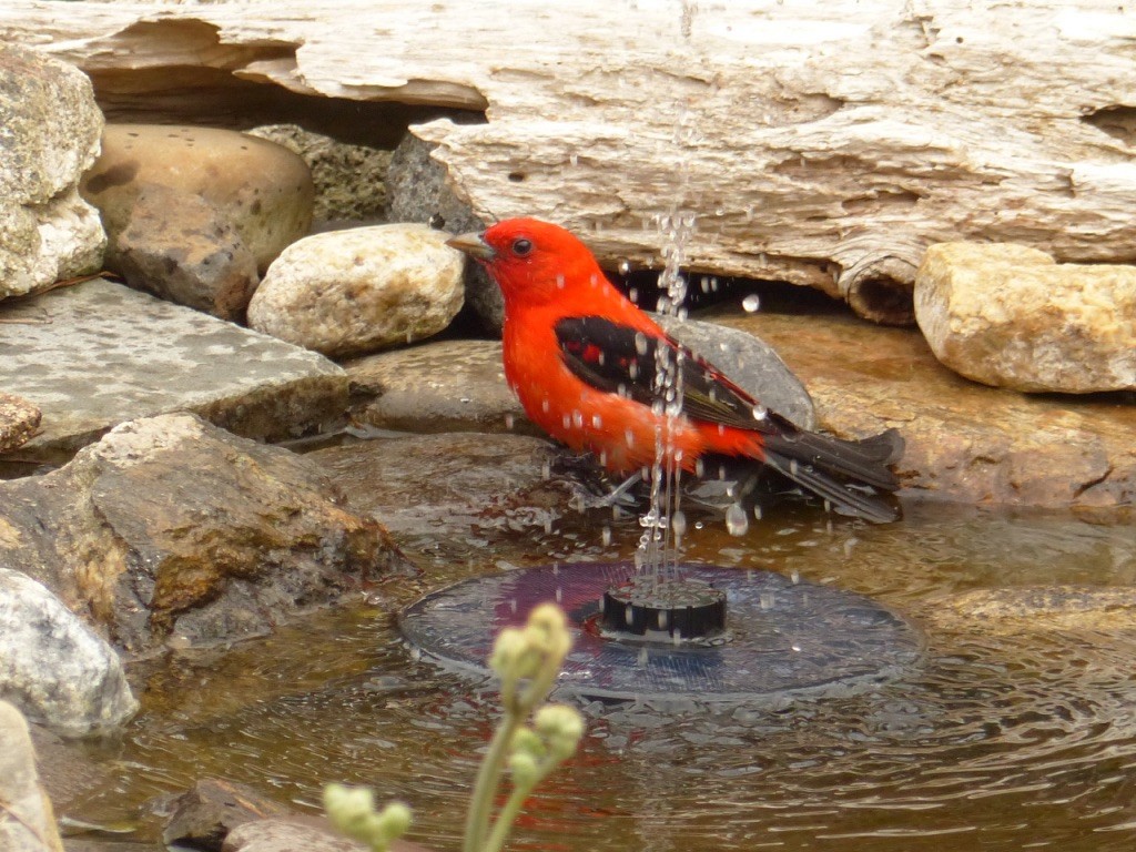 Scarlet Tanager - ML619080422