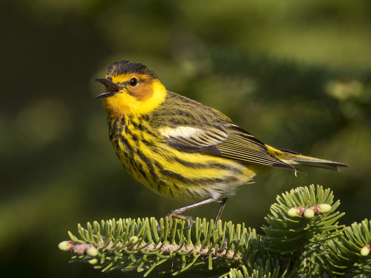Cape May Warbler - ML619080445