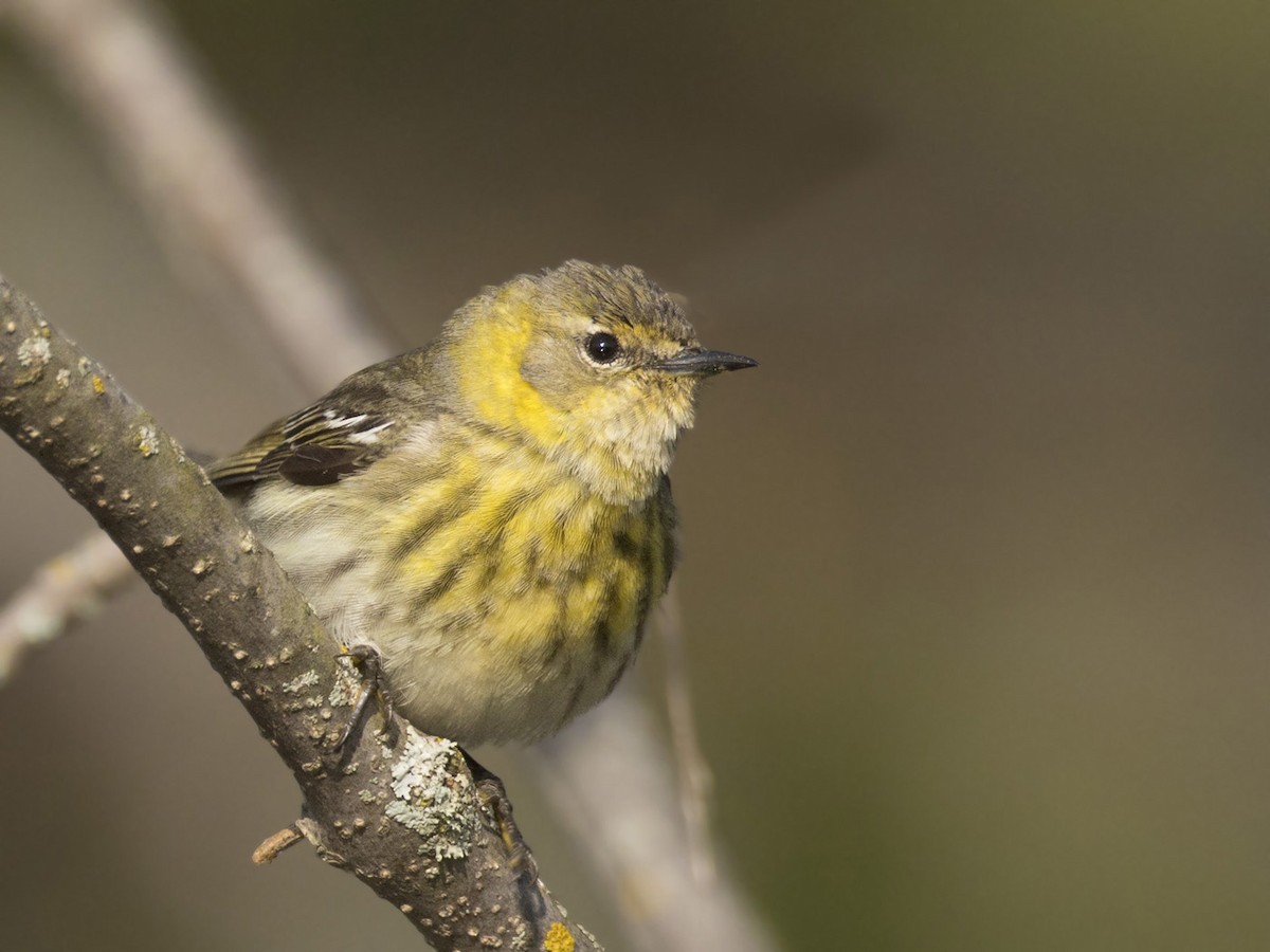 Cape May Warbler - ML619080460