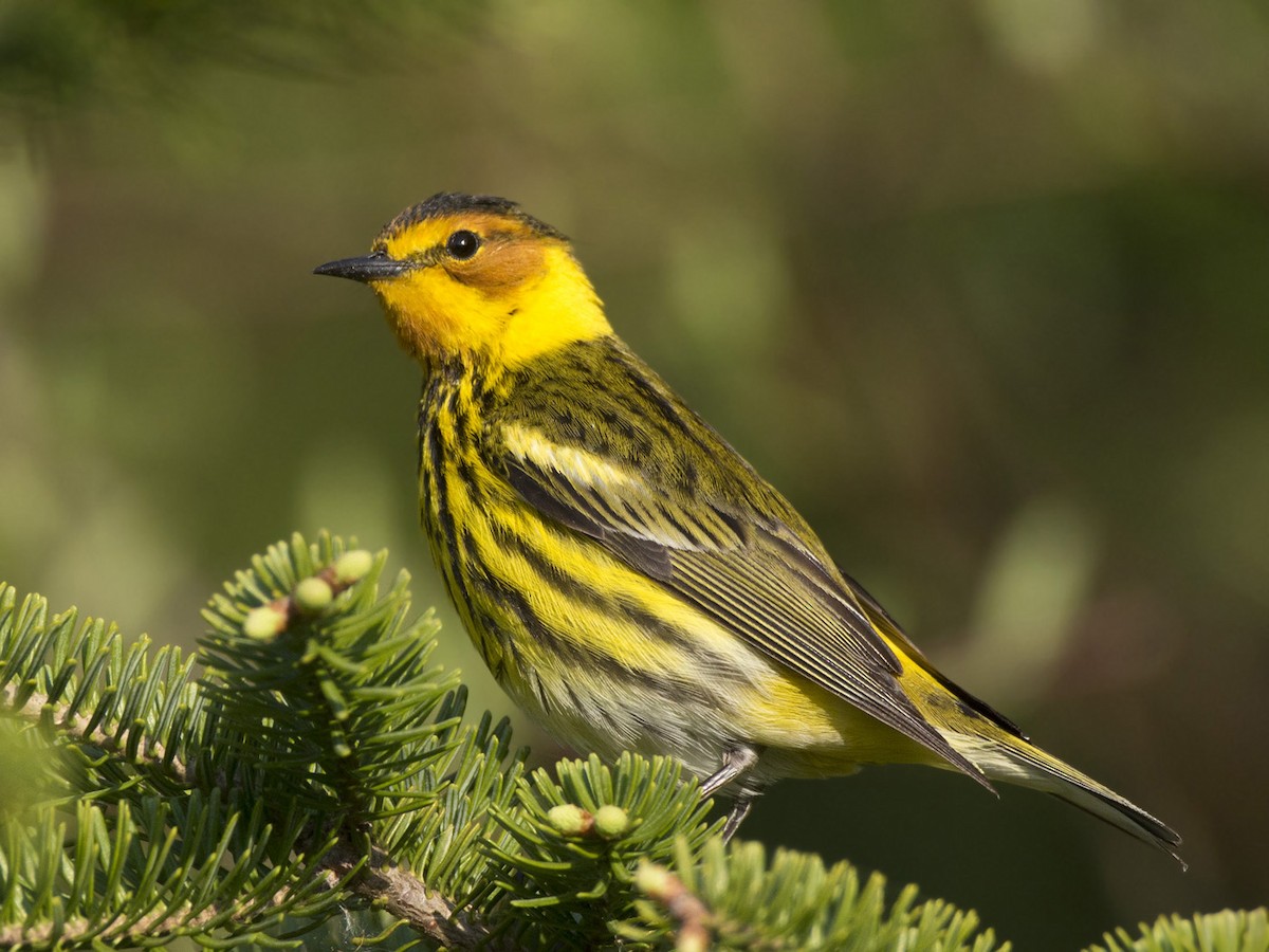 Cape May Warbler - ML619080461