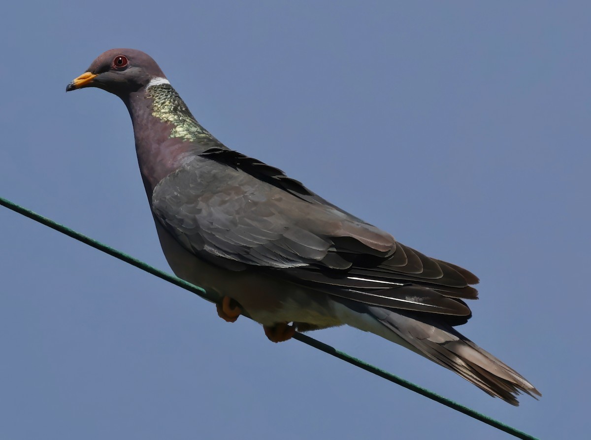 Band-tailed Pigeon - ML619080505
