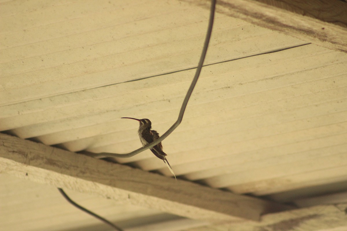 kolibřík tmavotemenný - ML619080511