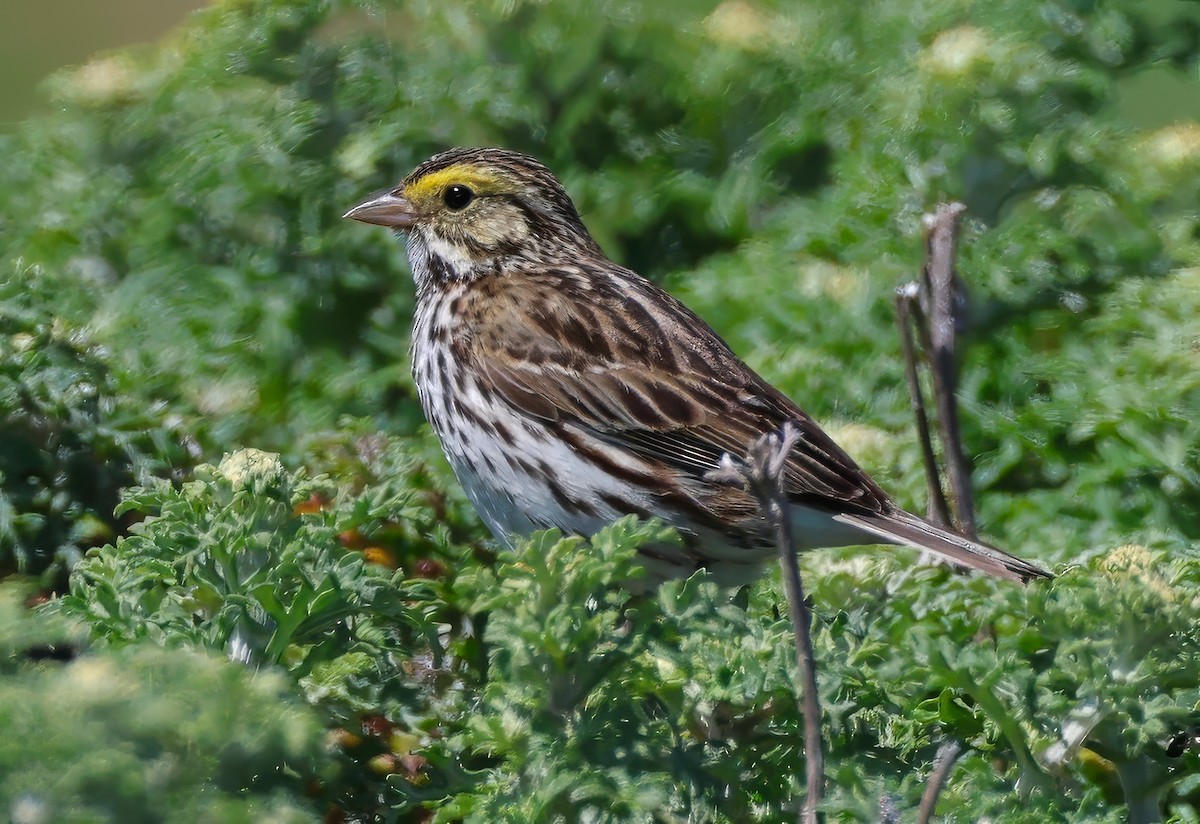 Savannah Sparrow - ML619080535