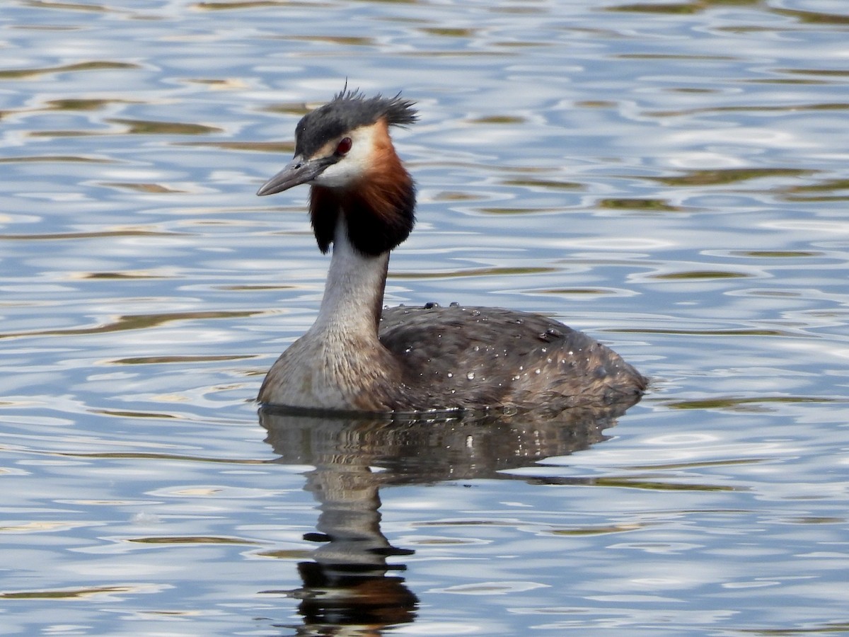 Great Crested Grebe - ML619080536