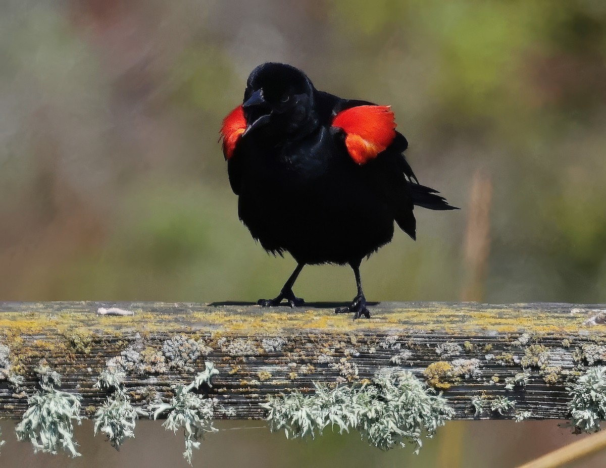 Red-winged Blackbird - ML619080549