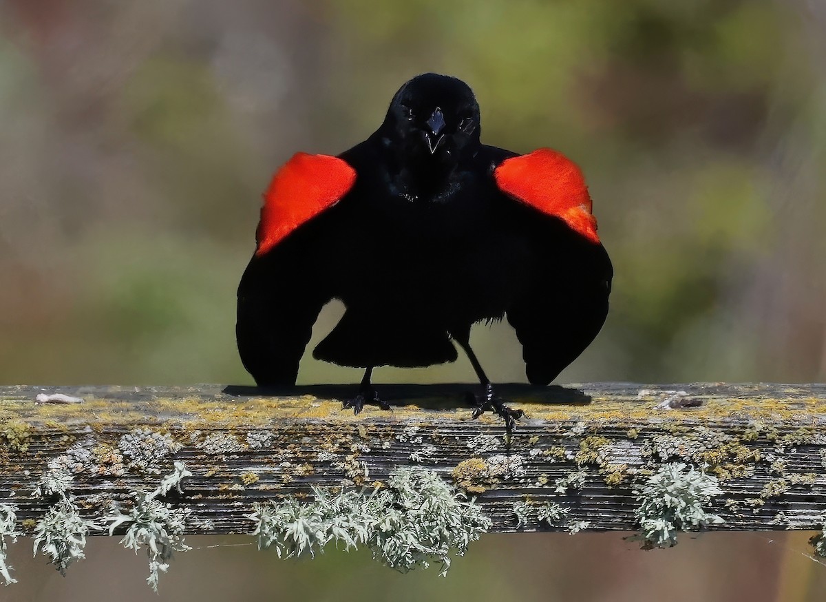 Red-winged Blackbird - ML619080556