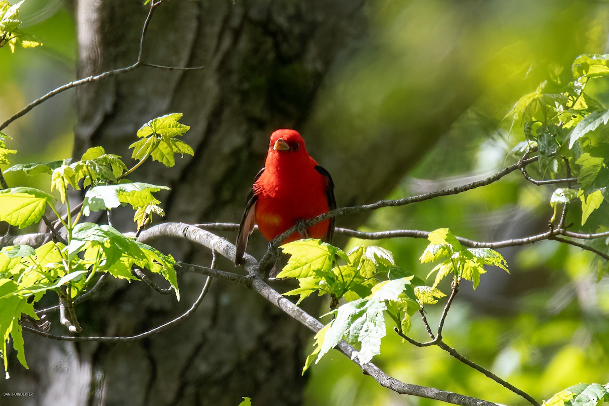 Scarlet Tanager - ML619080561