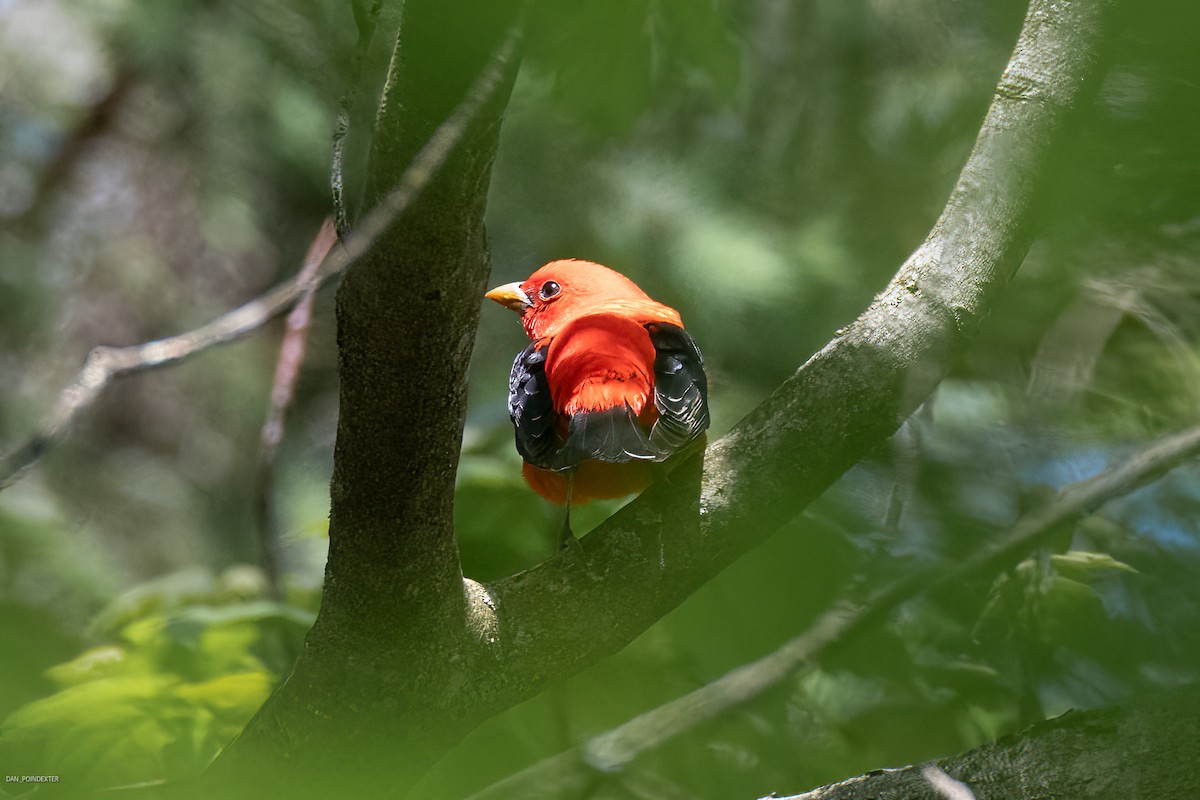 Scarlet Tanager - ML619080562