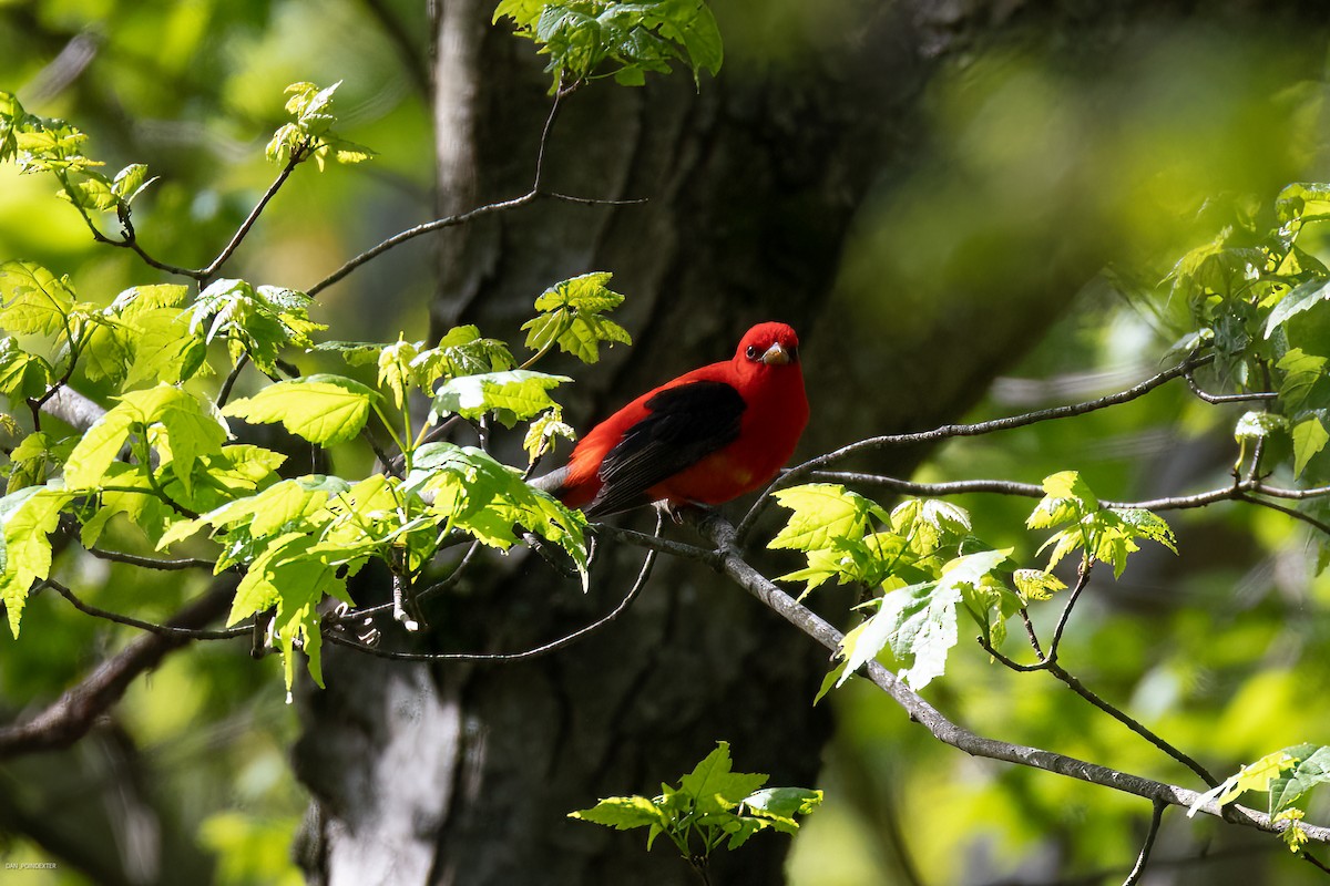 Scarlet Tanager - ML619080564