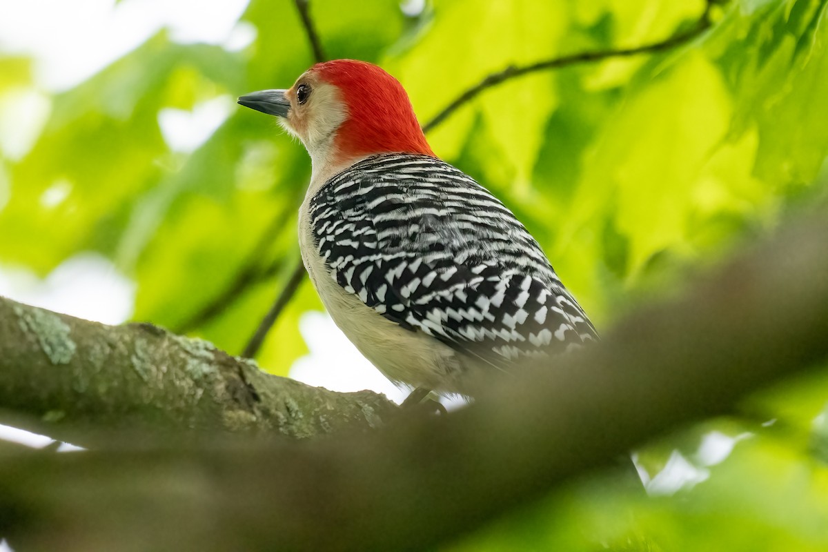 Red-bellied Woodpecker - ML619080567