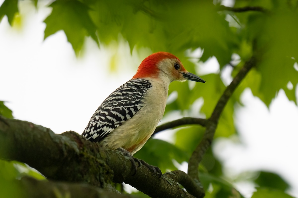 Red-bellied Woodpecker - ML619080568