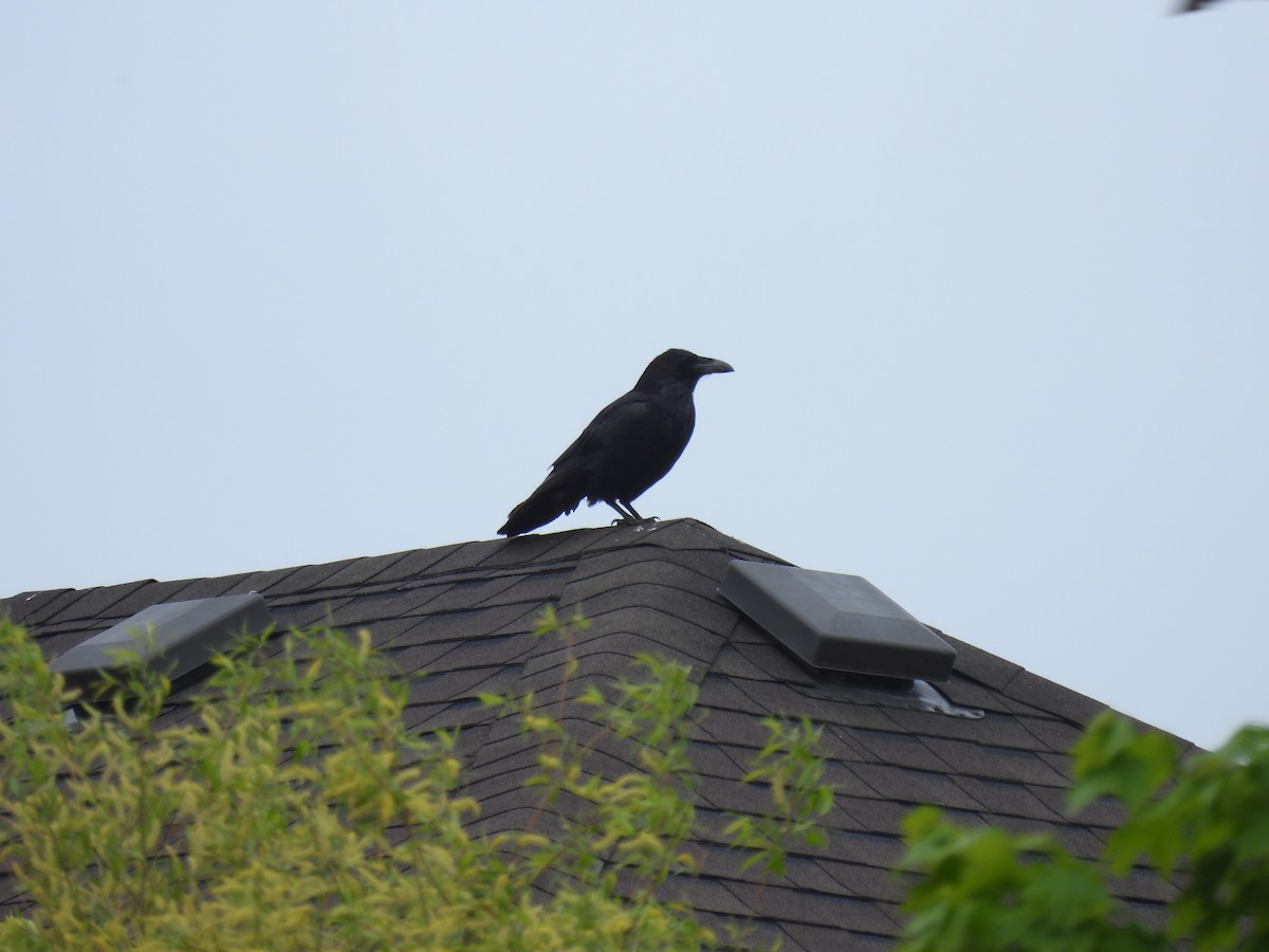 Common Raven - Alexander R