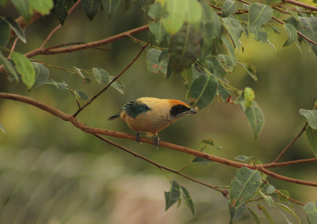 Burnished-buff Tanager - ML619080580