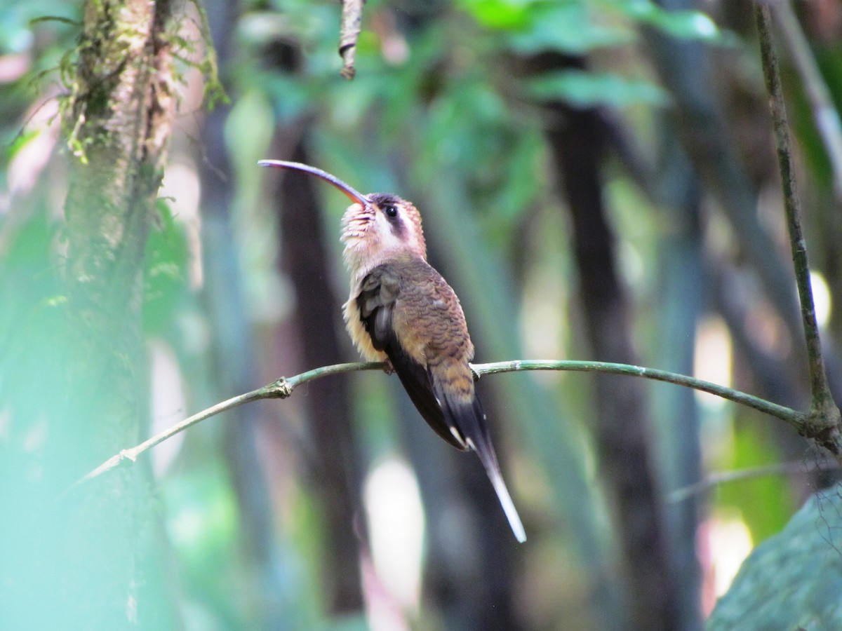 Длинноклювый колибри-отшельник - ML619080588