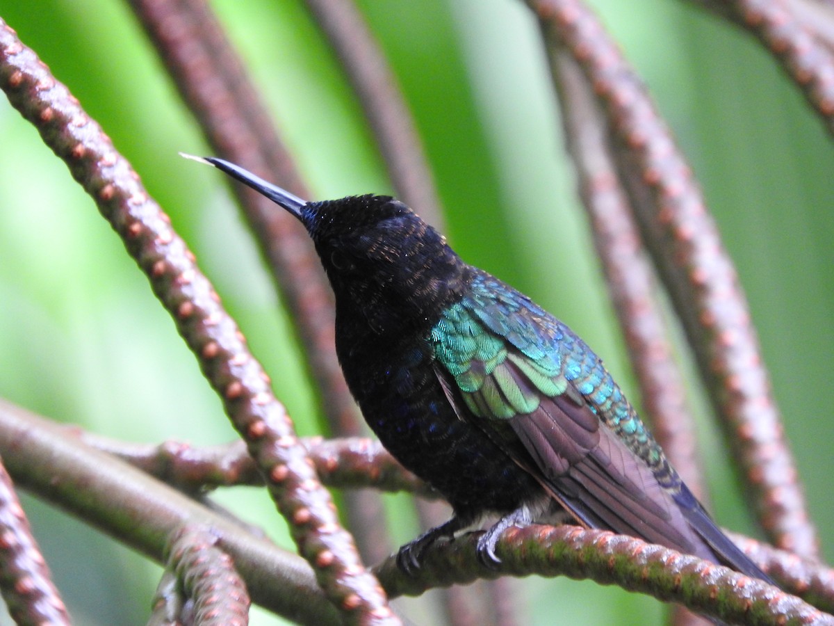 kolibřík hyacintový - ML619080617