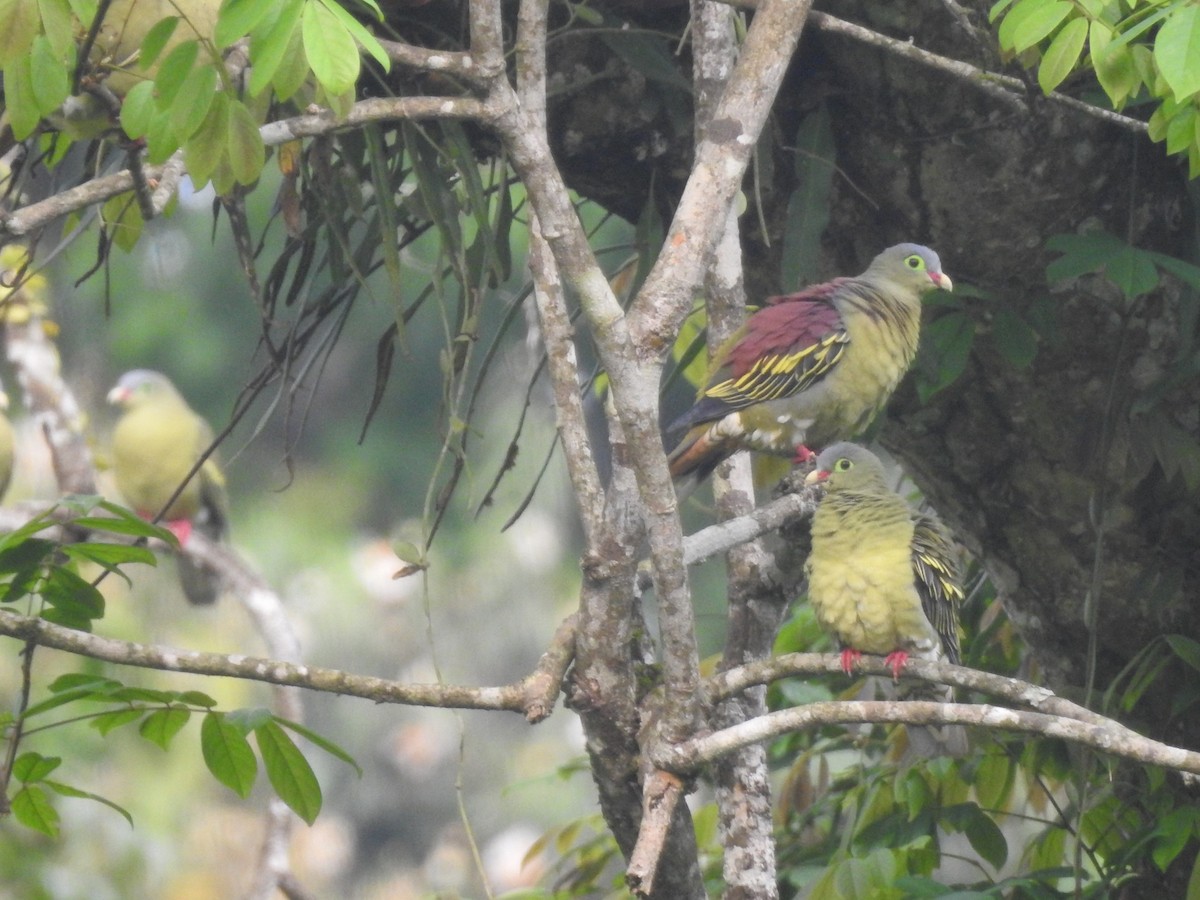 Thick-billed Green-Pigeon - ML619080637