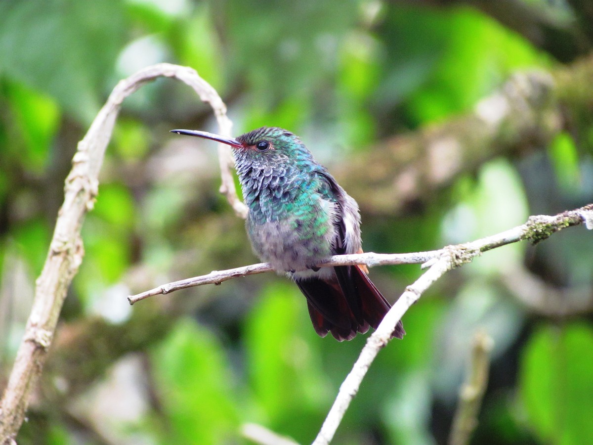 Rufous-tailed Hummingbird - ML619080670