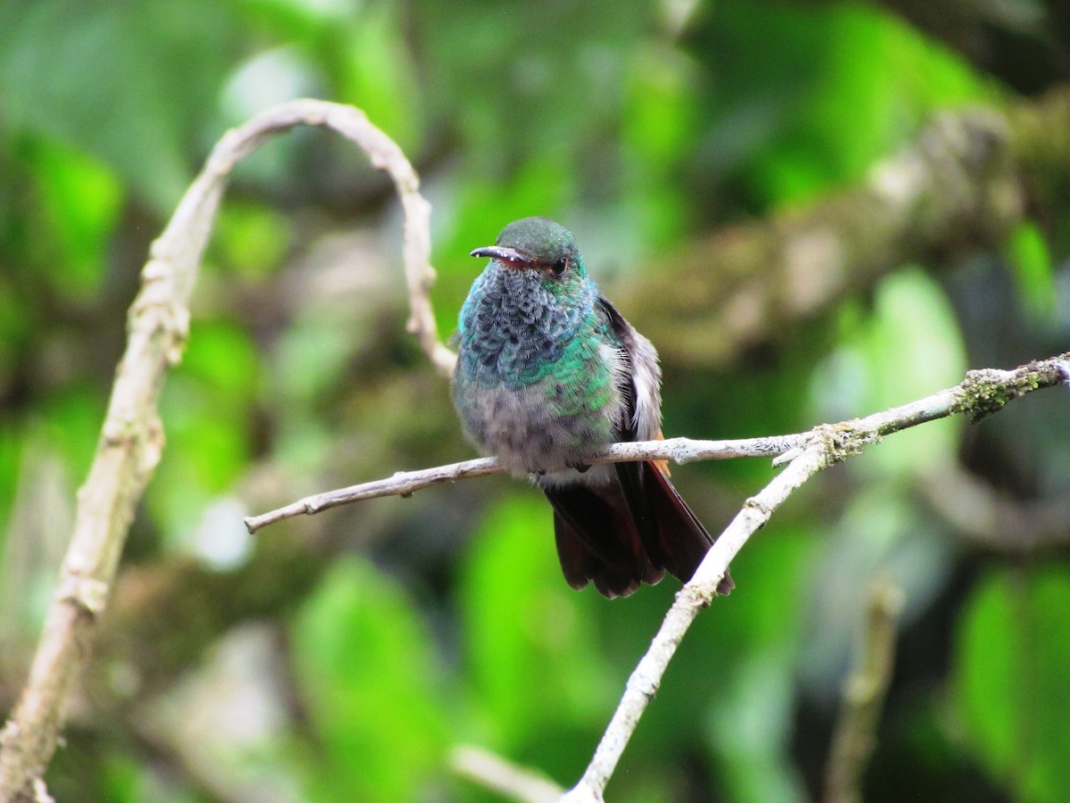 Rufous-tailed Hummingbird - ML619080689