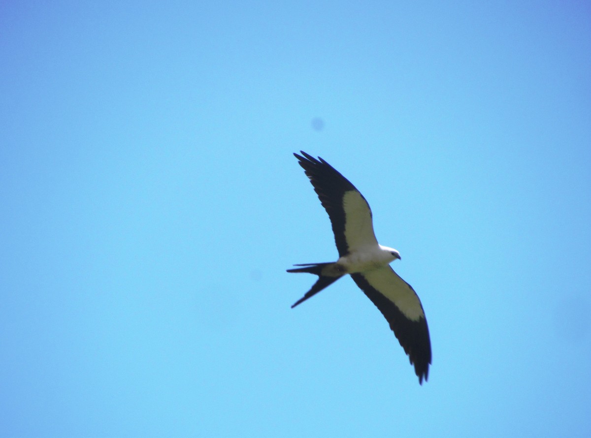Swallow-tailed Kite - Chico Muñoz