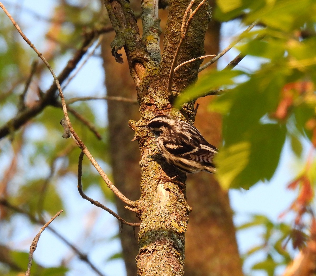 Black-and-white Warbler - ML619080727