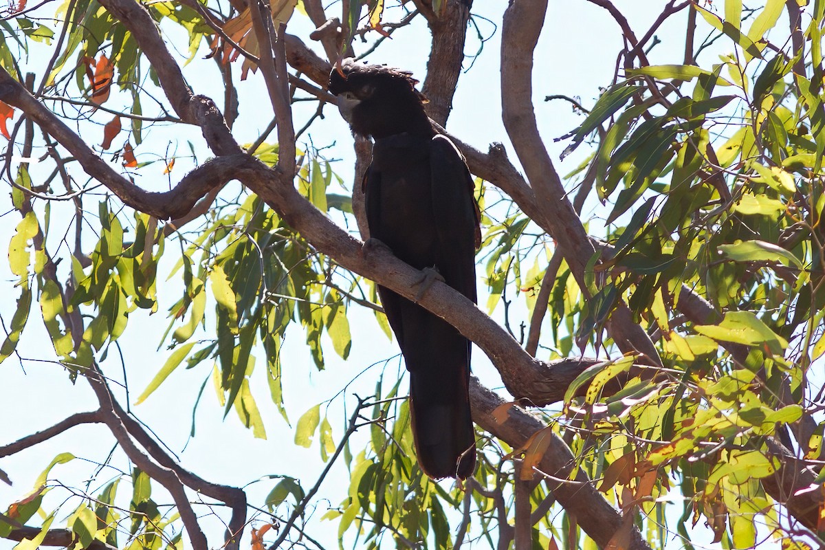 Red-tailed Black-Cockatoo - ML619080776