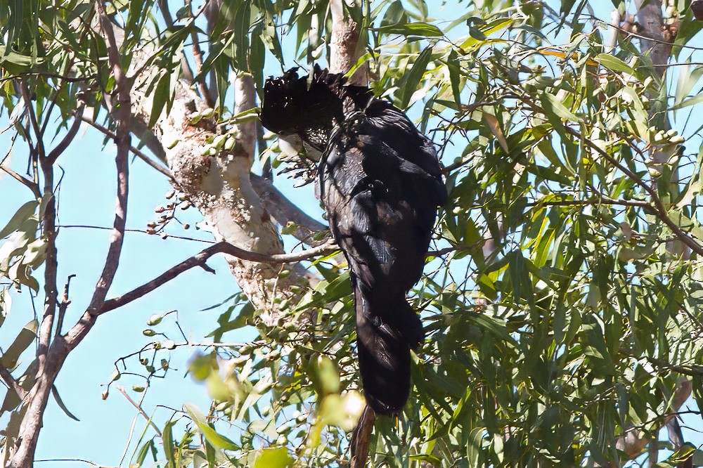 Red-tailed Black-Cockatoo - ML619080787