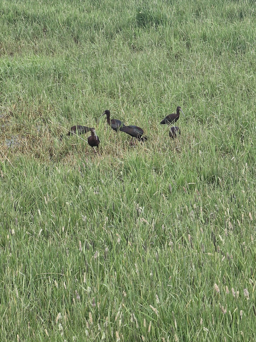 ibis hnědý/americký - ML619080797