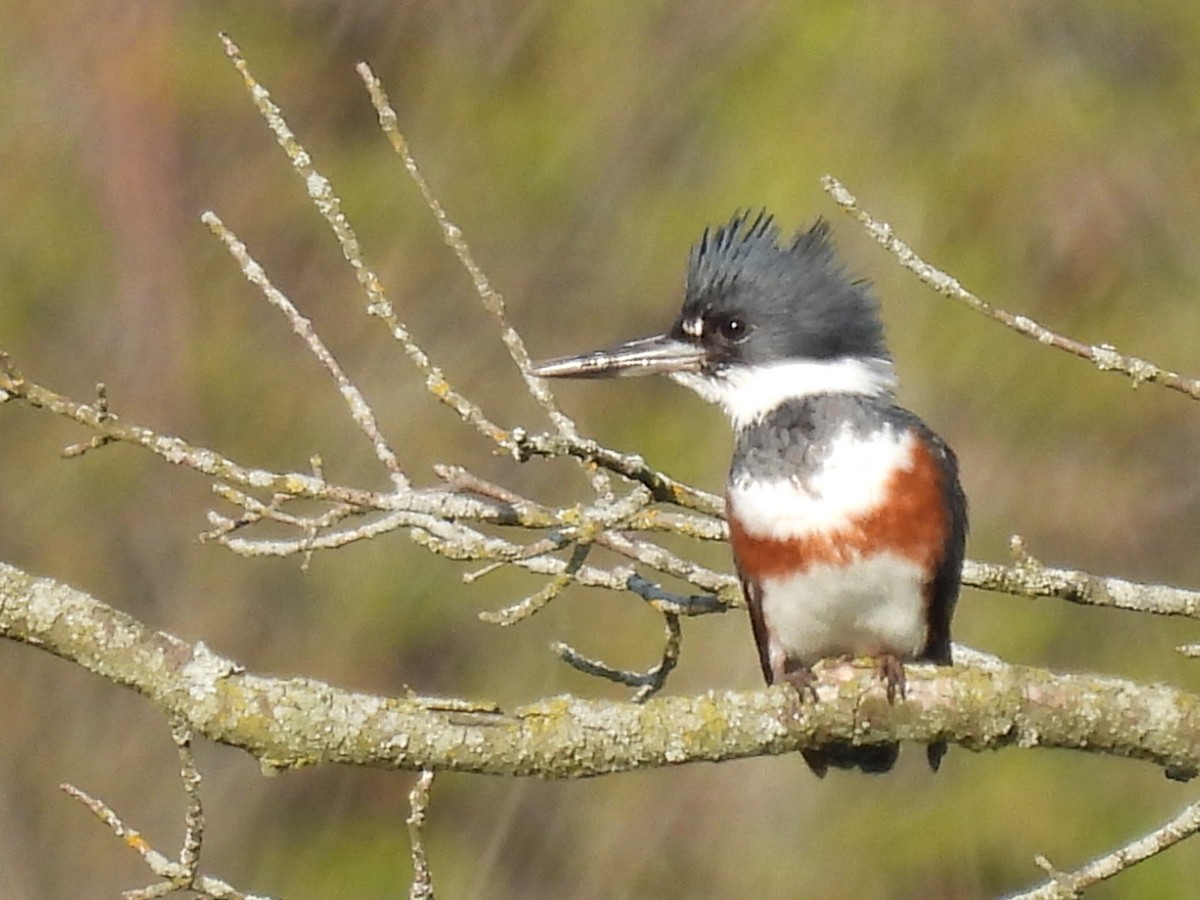 Belted Kingfisher - ML619080814