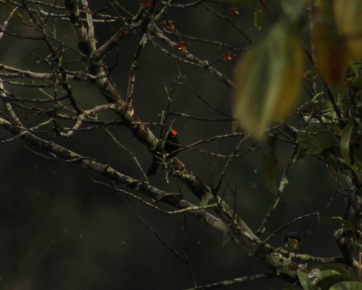 Flame-crested Tanager - ML619080835