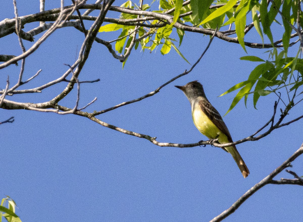 Great Crested Flycatcher - Christopher Clark